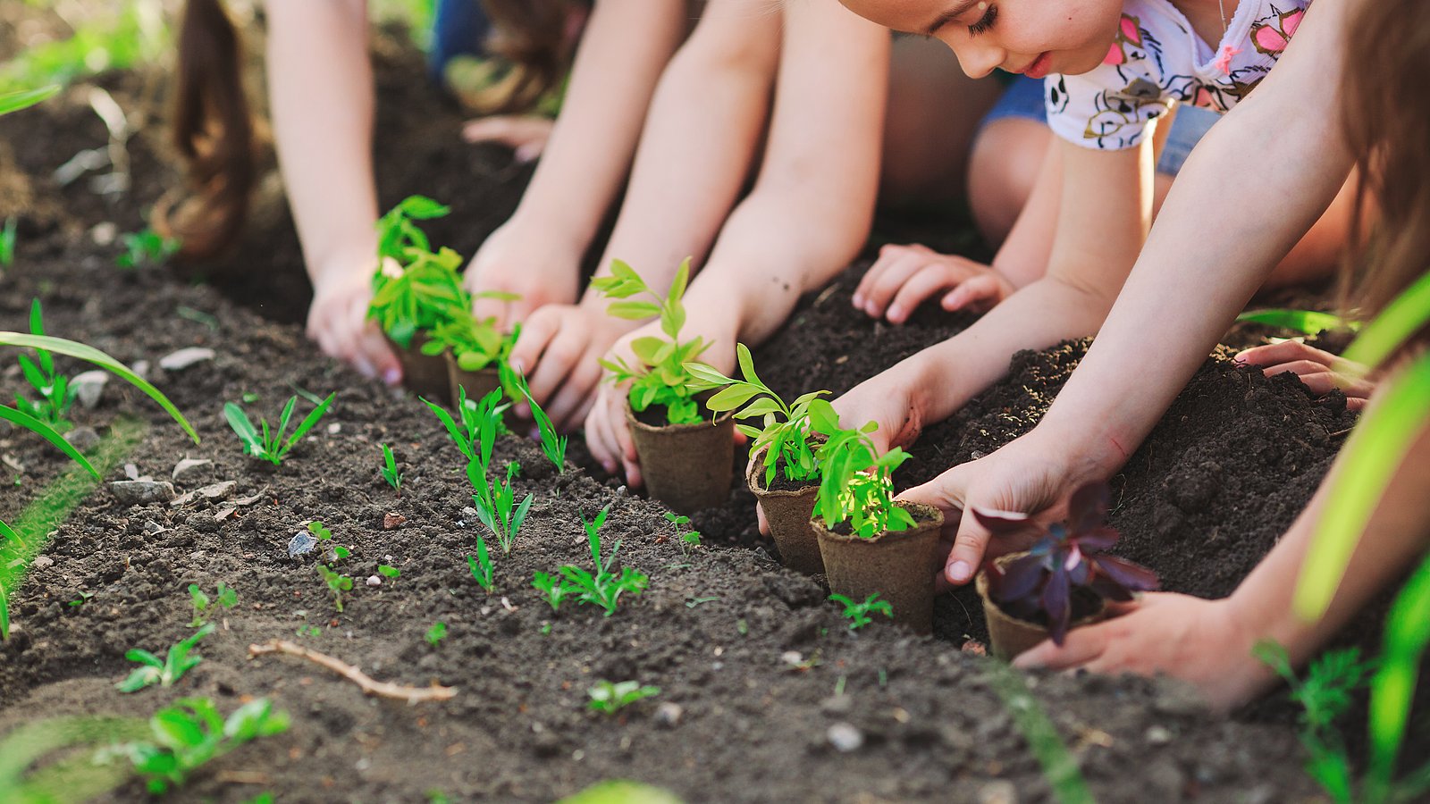 Mehrere Kinder knien auf dem Ackerboden und pflanzen Kräuter- und Gemüsesetzlinge, die noch in den Anzuchttöpfen aus Pappe stecken. 