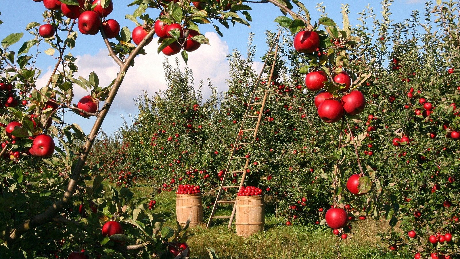 Erntesituation auf einer Wiese mit Apfelbäumen und reifen Äpfeln. 