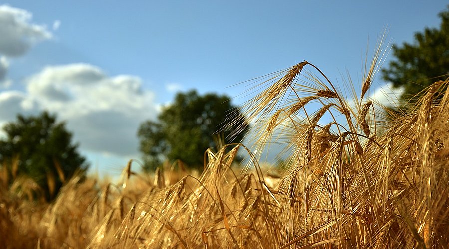 Ein Getreidefeld (Hafer), im Hintergrund blauer Himmel mit Wolken.