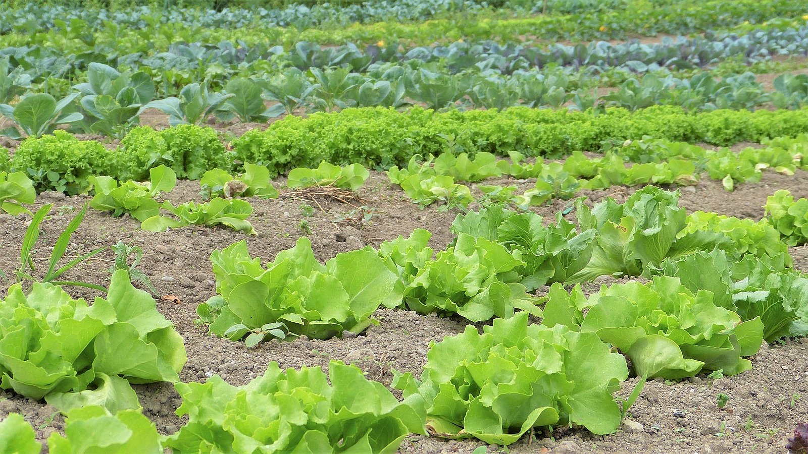 Blick auf einen Salat- und Gemüseacker
