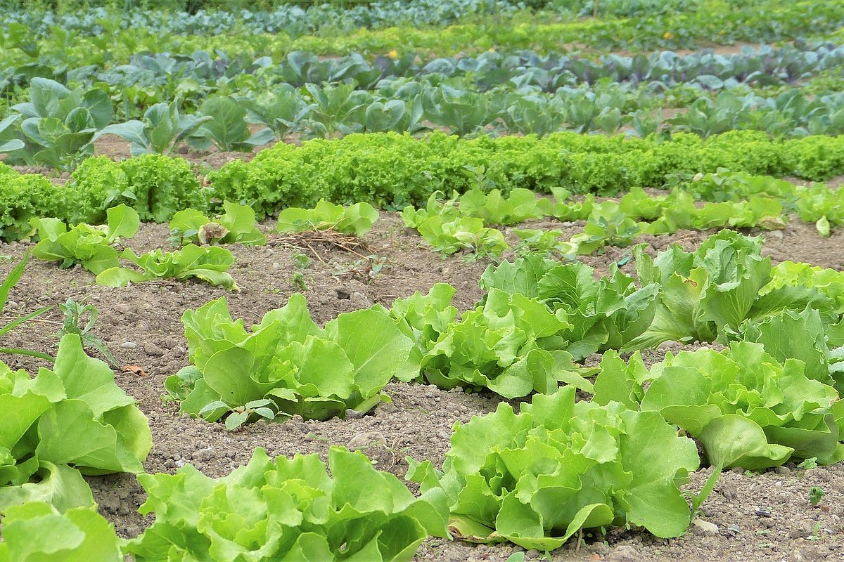 Blick auf einen Salat- und Gemüseacker