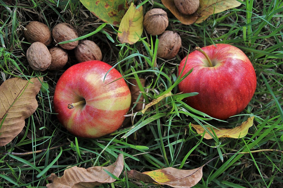 Auf einer herbstlichen Wiese liegen Laub, Äpfel und Walnüsse.