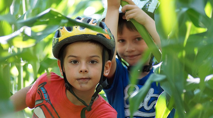 Zwei jüngere Jungen mit Fahrradhelm auf dem Kopf haben sich in einem Maisfeld versteckt und schauen durch die Stauden. 