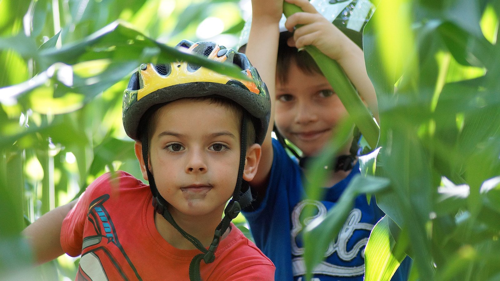 Zwei jüngere Jungen mit Fahrradhelm auf dem Kopf haben sich in einem Maisfeld versteckt und schauen durch die Stauden. 